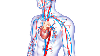 Circulatory System Anatomy & Physiology