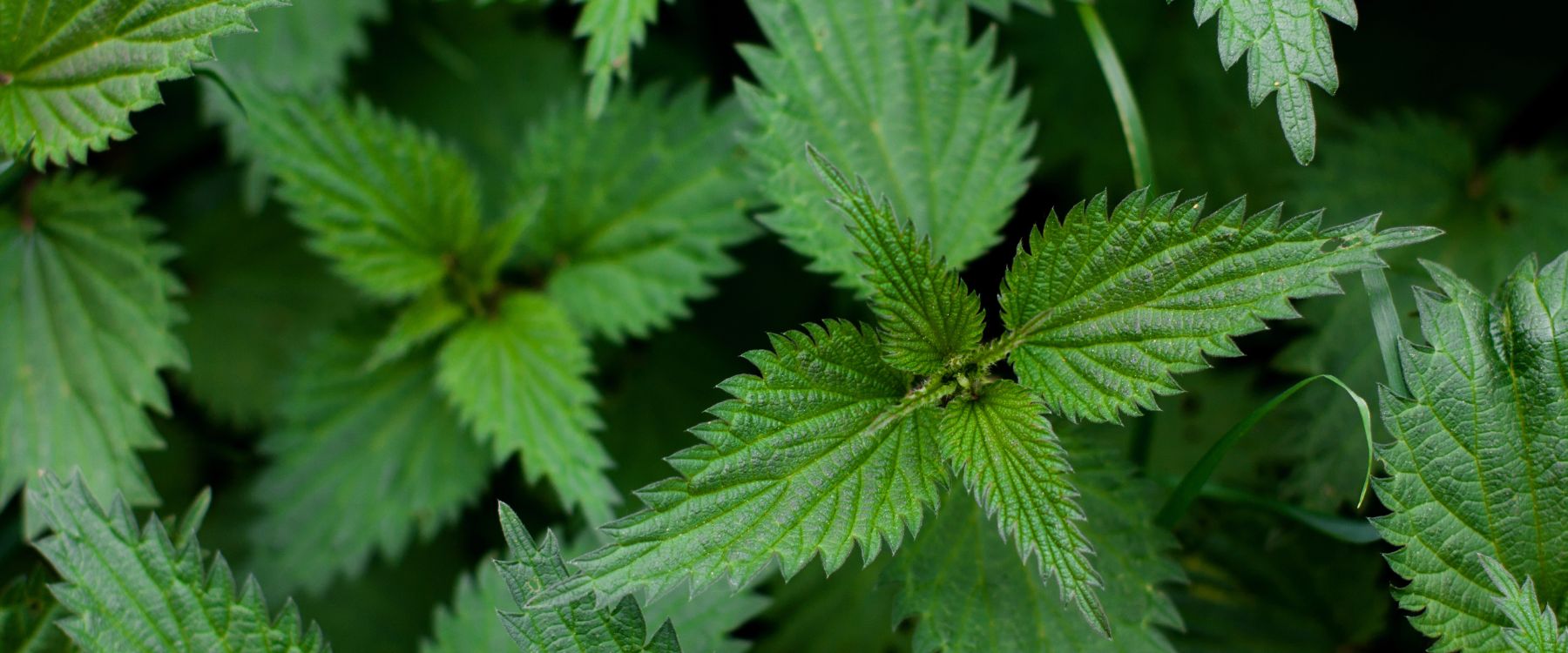 Nettle Leaf: Benefits & Usage – Dr. Morse's Herbal Health Club